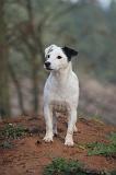 JACK RUSSEL 306